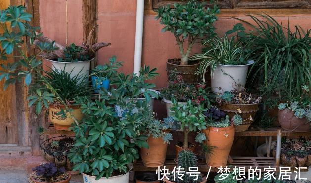 用花盆养花,有这几种情况,就及时给它换盆换土