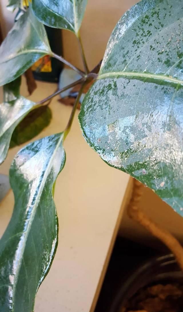 般的|室内盆栽绿植的叶片上有露珠般的东西,摸起来黏黏的,啥情况