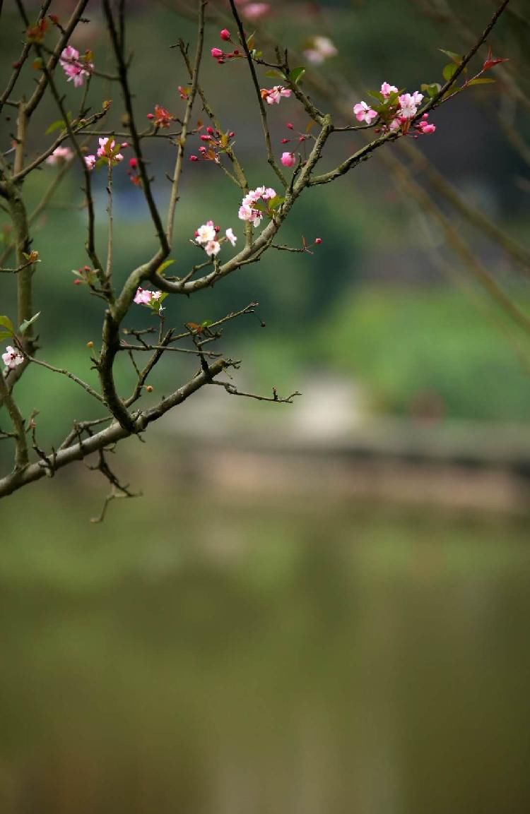 含苞待放|初冬时节又相催，海棠花开暖意浓