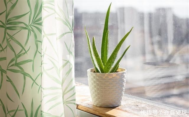 常春藤|卧室就养4种花,“养人”又养气,不是没有道理