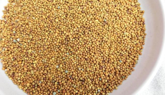 养多肉、蟹爪兰、君子兰,用它就能根固叶茂,远离烂根困扰