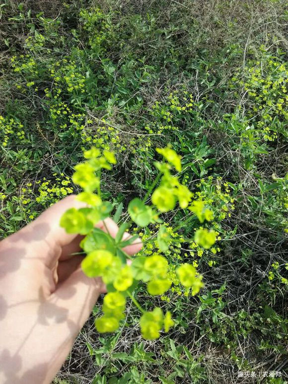 农爱邦|农村比较常见的野草,没想到它有这么多用处,这种草你见过吗