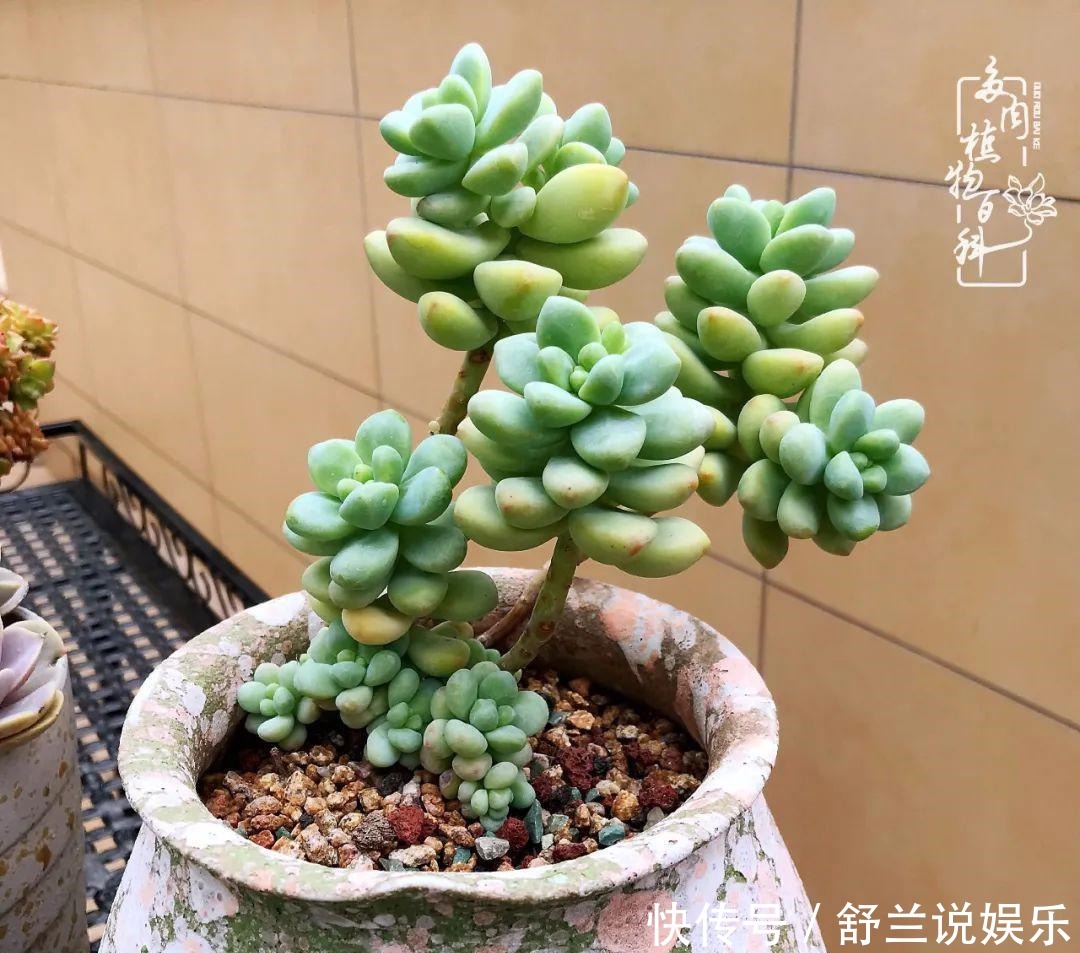 楼顶的多肉,让我的生活无意间打开了一个新世界!