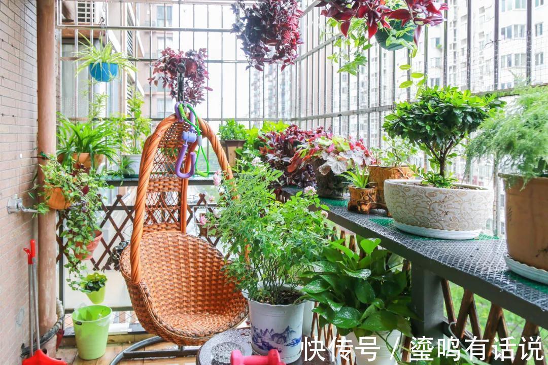 新买植物，到家一定要做的几件事儿，这样才能不至于变成星期花。