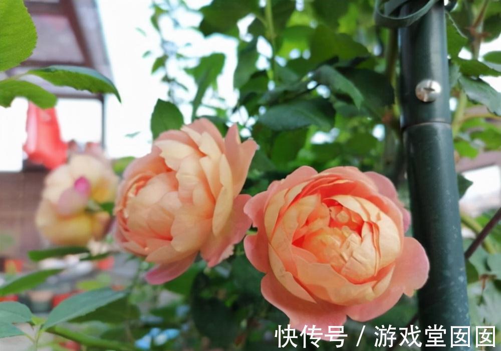 养花不会浇水吗?六大口诀记心间,养啥都能长得旺