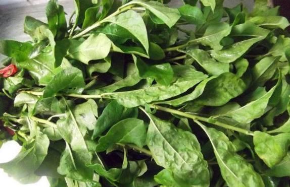 护肝菜|天然的“护肝菜”找到了，隔三差五吃一盘，排出毒素，更利于健康