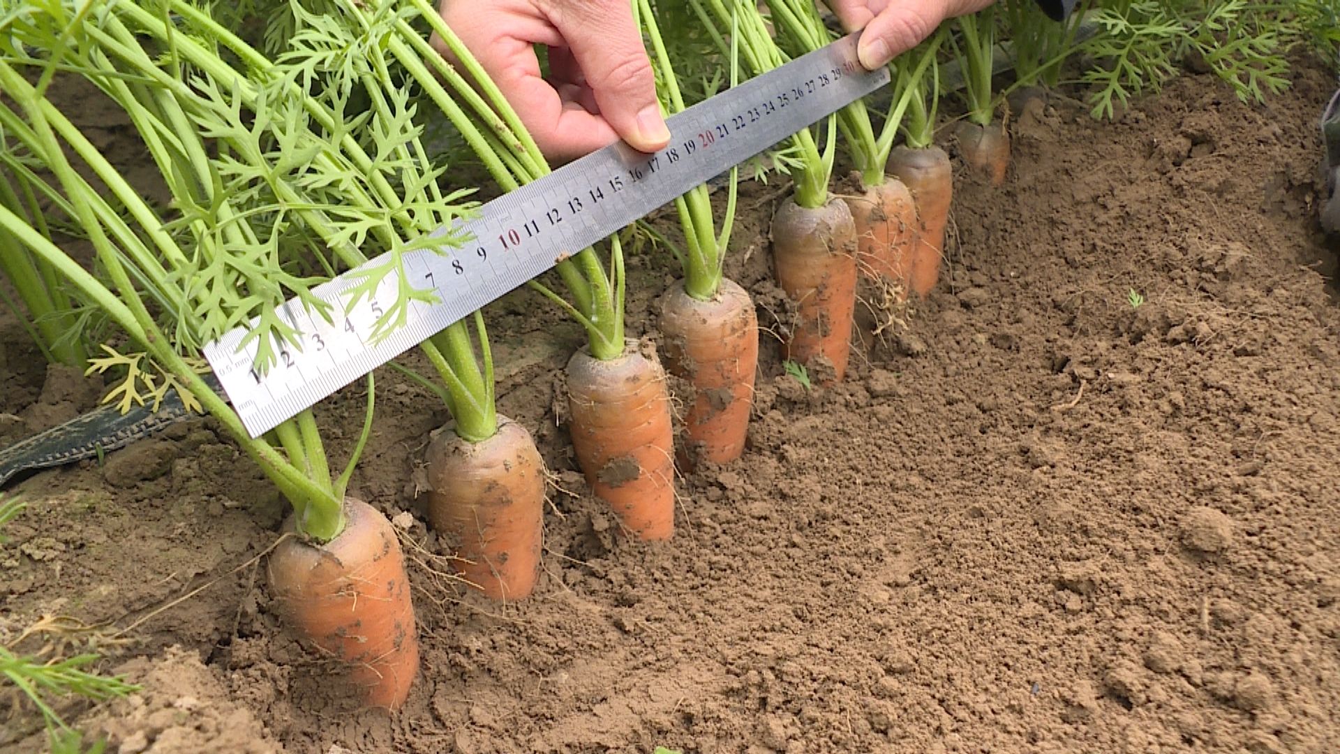 视频|萝卜种出新花样 整齐划一出高效