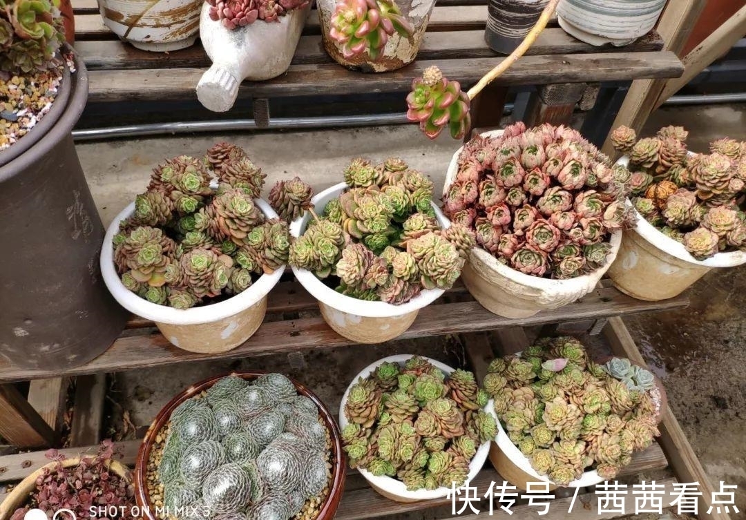 张大姐养多肉, 连屋顶也不放过, 8年种了3万棵!