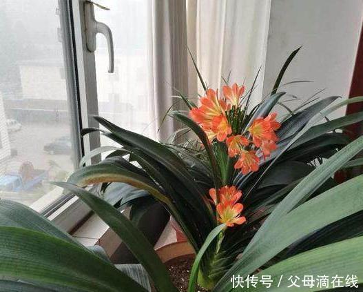 君子兰出现这种情况,一定是缺肥,看老花农咋做,花友:长知识了