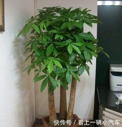 浇水|发财树叶子下于垂是什么原因