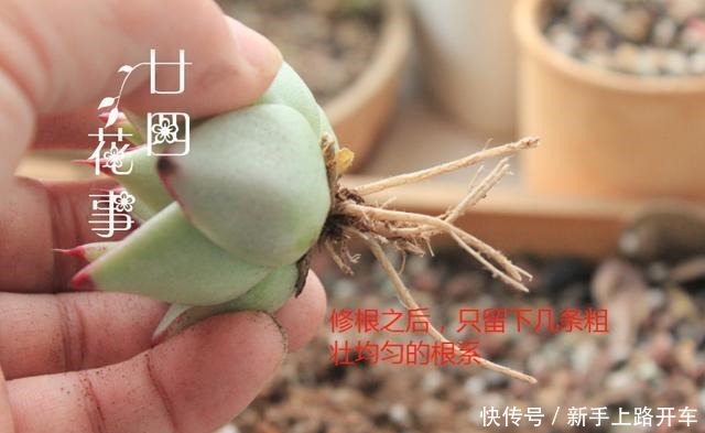 多肉有4种根型,上盆方法各不相同,现配图示意,望帮到新手肉友!
