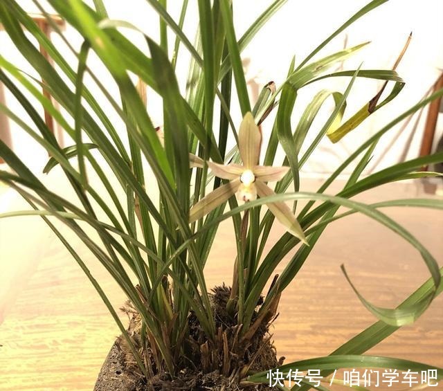 用这1料养兰花,养根壮根,长势贼旺