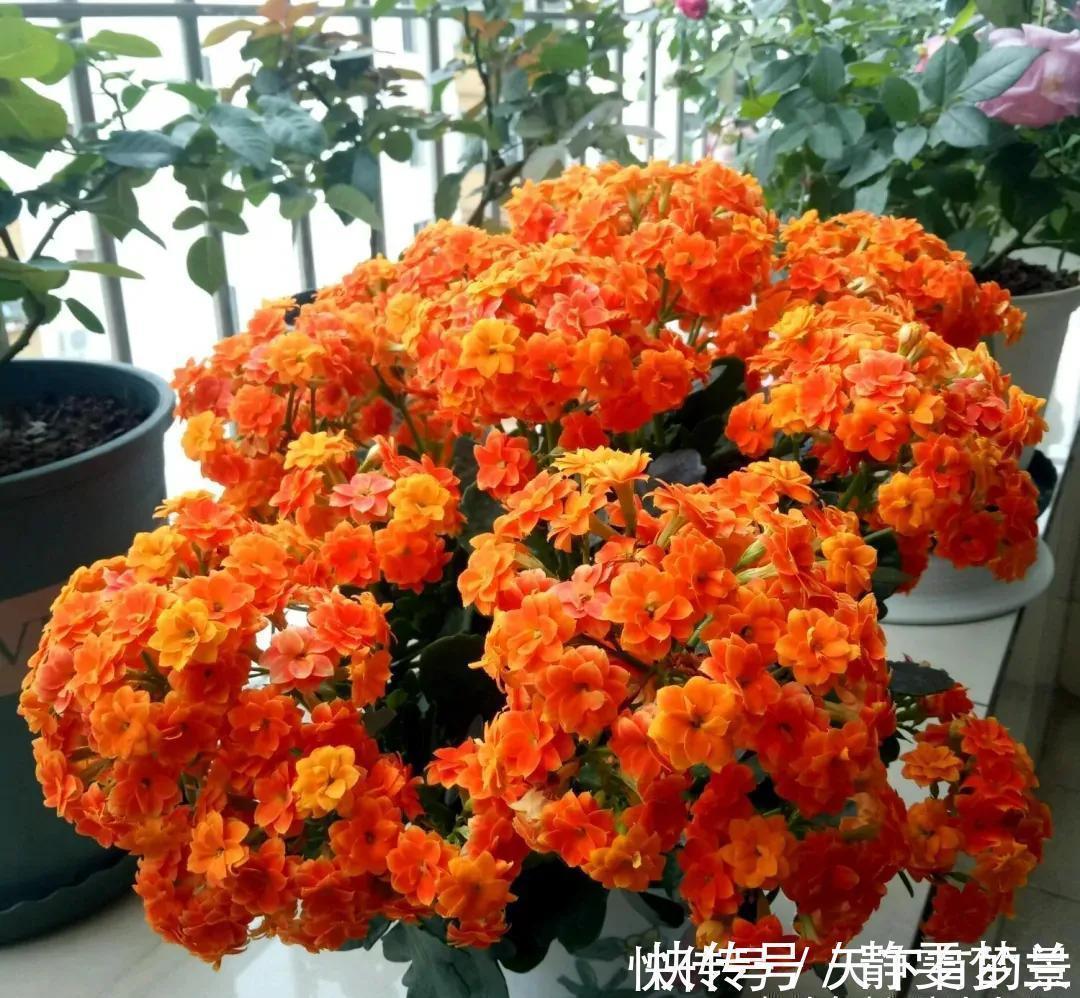 长寿花|长寿花有“三怕”,入冬养护得避开,养成小老桩,清香宜人小半年