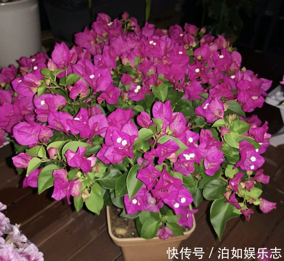 花期|养月季病虫害太多花匠推荐养“这种”花，不生病、花期150天