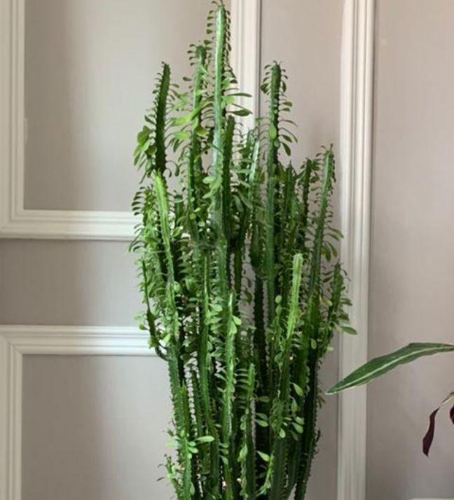 最适合新手养的4种花,沾土就能活,不易生病好养护