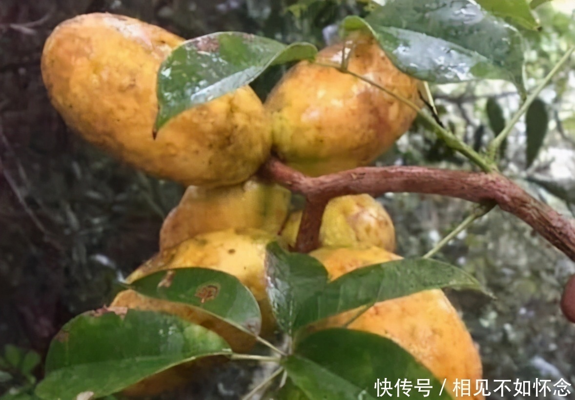 营养价值|营养价值高的3类食物，不妨常吃，帮助消化、清理肠毒、健脾安神