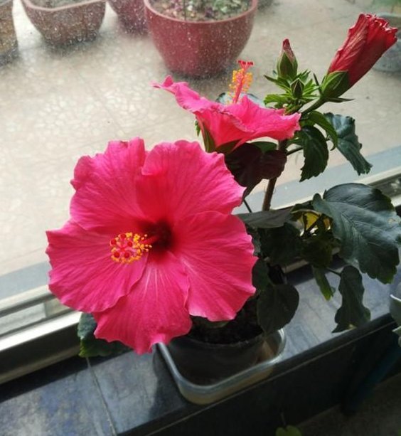 植物|别再养绿萝吊兰了,此花美丽又好养,扔进土里就能活,四季有花开