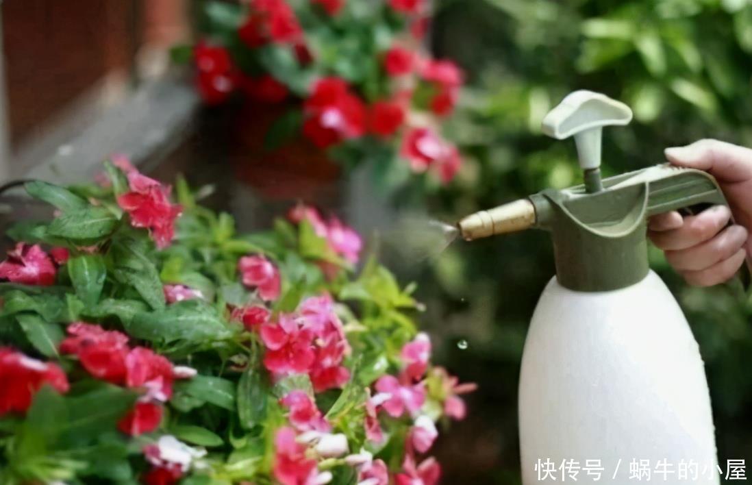 春天养花三种虫子难杀死,掌握它们的“消灭诀窍”,才能彻底杜绝