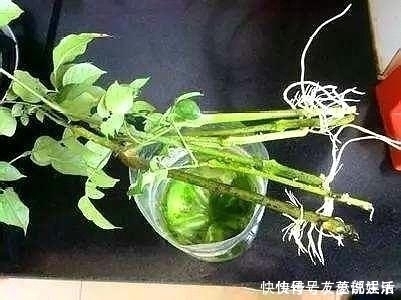 生根|这5棵“树”太贵了,偷偷摘一截枝条就养活了,不用花钱买啦!