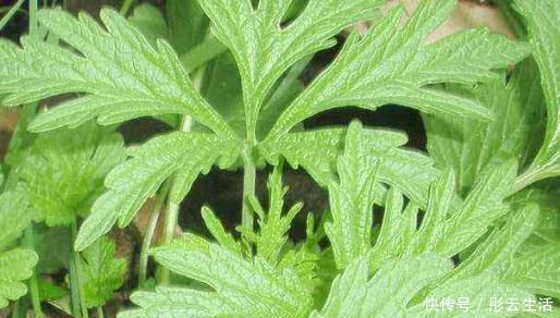 益母草|农村一种野草女人的“吉祥草”,茎叶能吃好处多,一斤能卖60元!