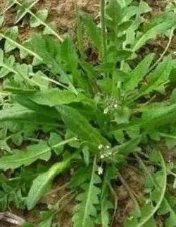 罂粟幼苗竟“撞脸”多种蔬菜！快来看看如何识别~