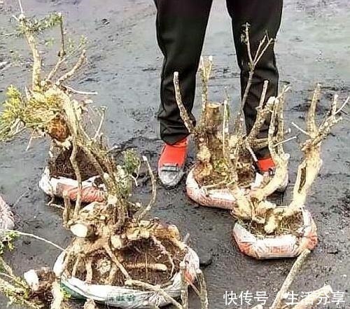 黄杨树|云贵大山的“黄杨市场”,是“原则”与艺术的碰撞,你站谁呢!