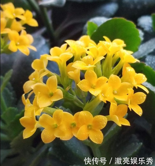 新芽|3种花马上要“醒了”,抓住时机养护,秋天呼呼冒新芽