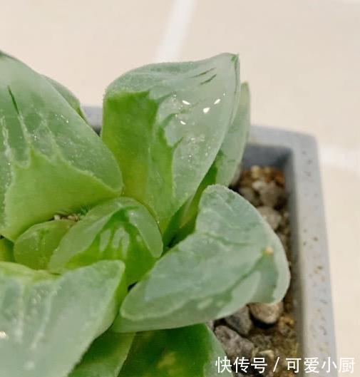 这种美若冰山的多肉,你也可以养得很棒
