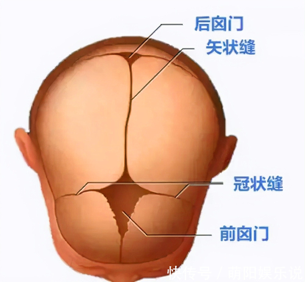 生育|为什么动物生育后代那么轻松，人类分娩时却疼得撕心裂肺？