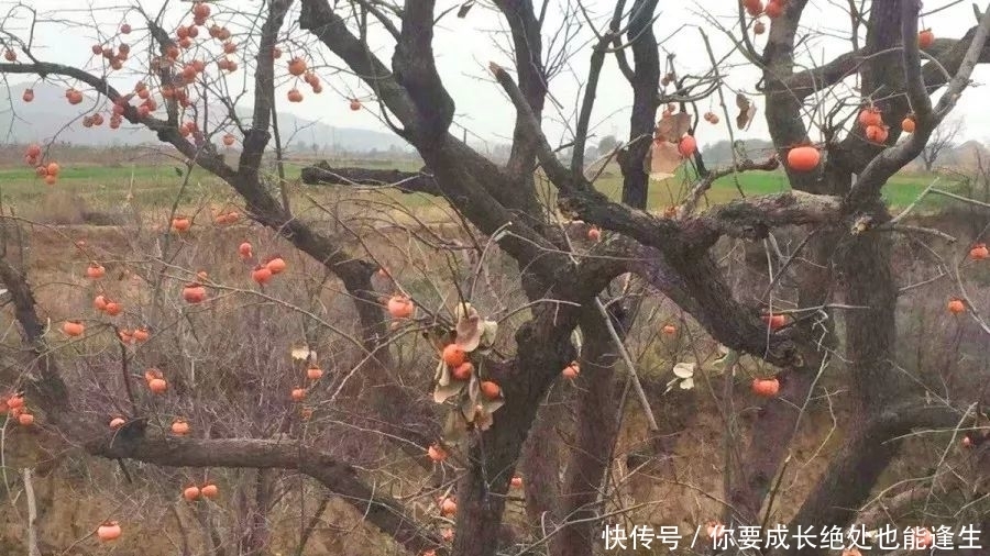 手工|好柿已成霜，软糯甜如蜜！晒足100个日夜的手工柿饼，一口甜润到心坎……