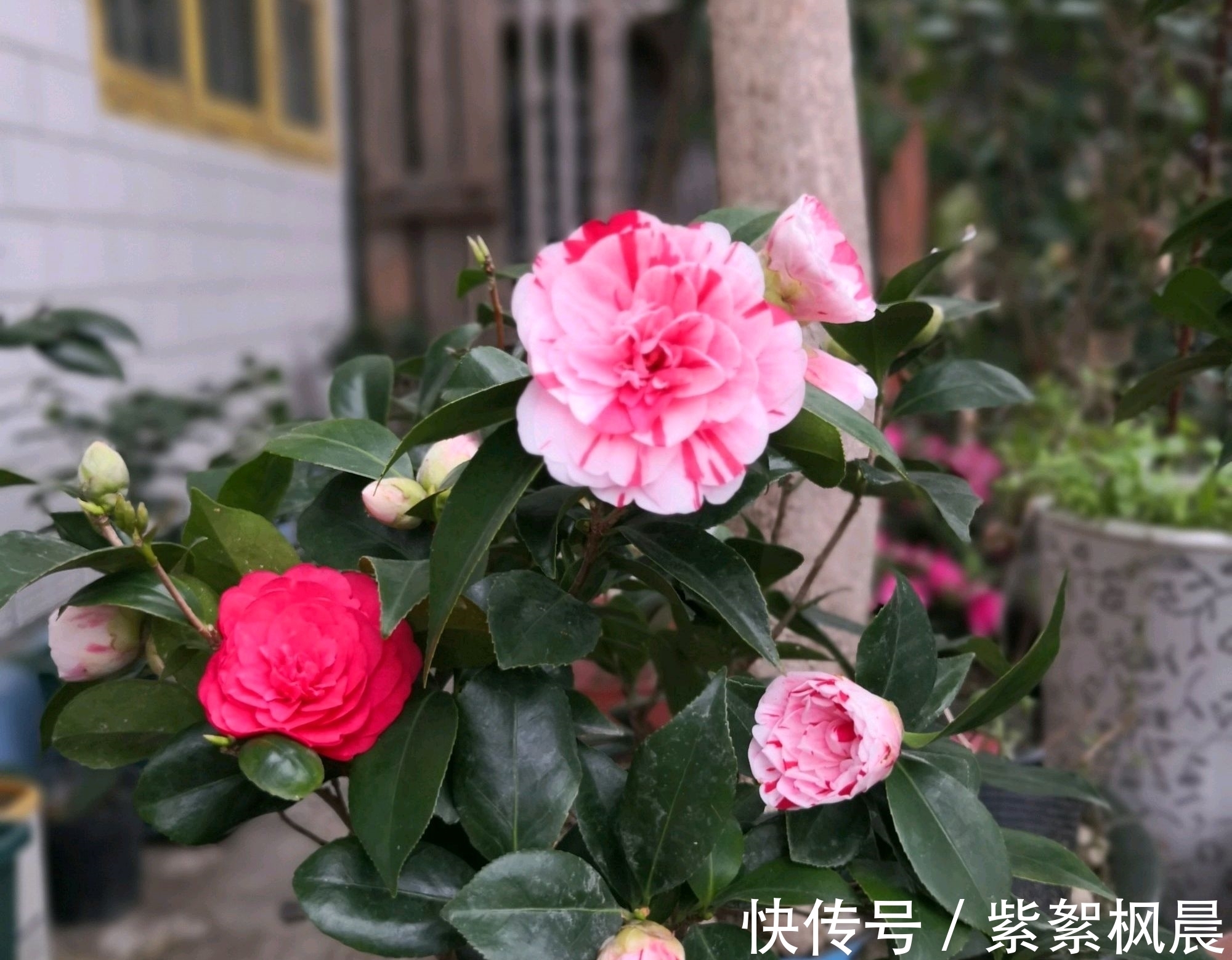 根系|花市买回来的茶花盆栽，几天就花苞枯萎叶片干卷脱落，怎么办？