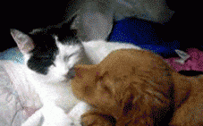 |搞笑动图：快乐跳舞的小家伙，萌萌哒！