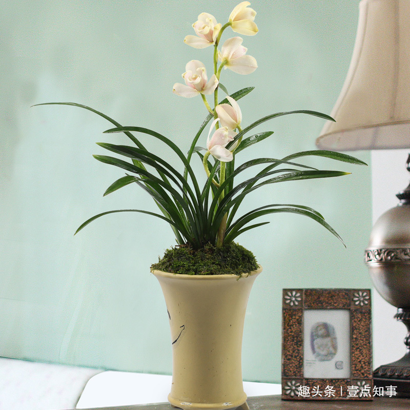 兰花施肥有讲究，跟老花匠学3招，花开爆盆