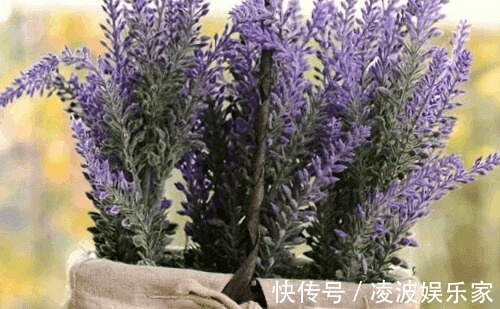 香水|它被称为“香草皇后”，家里养上一盆，简单又好看，香水都省了