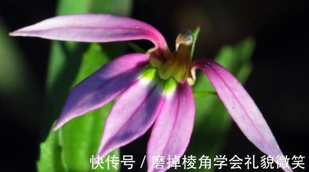 疮痈|一味能“去热邪散各种无名肿毒,除湿气消一身水肿湿疮”的良药