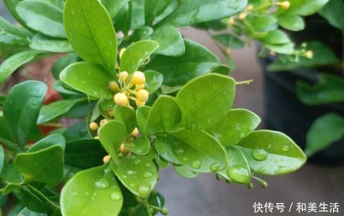 最适合6月扦插的5种花,成活率高,再不扦插就要等来年