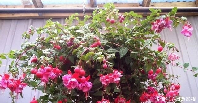 夏天|夏天温度过高时,不能给这些花“乱浇水”,不然容易“得病”