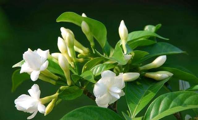 养茉莉“小窍门”,秒变开花机器,四季开花不断,次次开花都爆盆