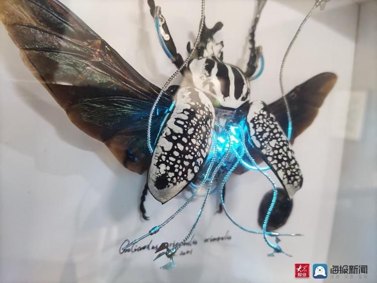 青年文创家张国祥：为昆虫标本“注入”生命让标本“活”起来|青年说| 极械造物工作室