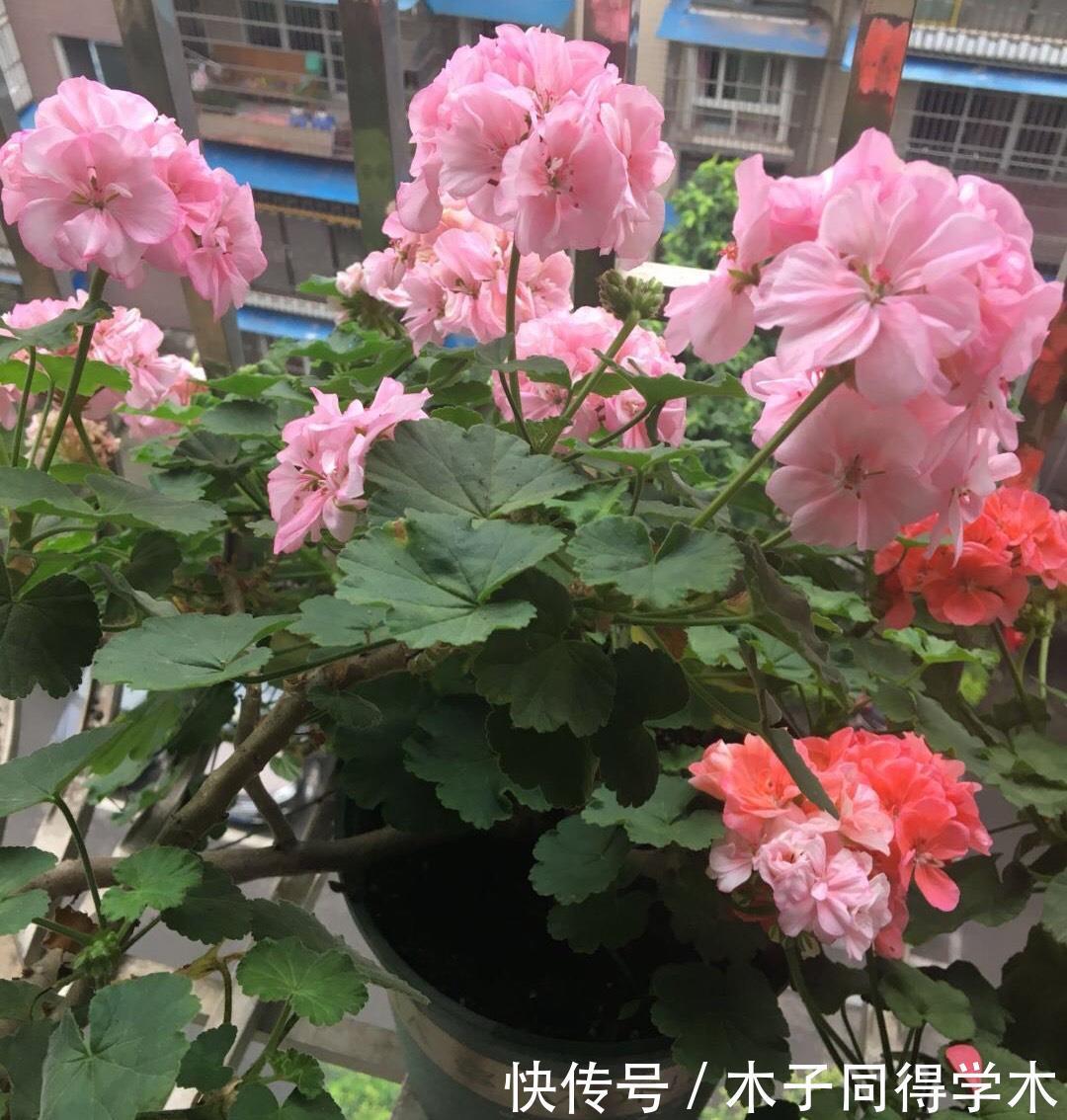 夏季的时|2种“开花机器”,适合养阳台,夏秋都有花,花色绝美看不腻