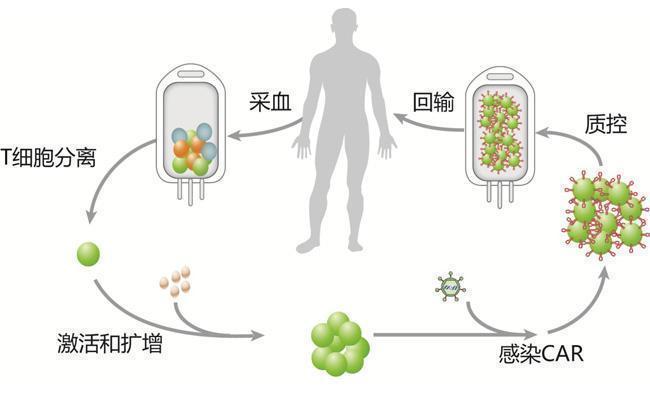 增强免疫力|不做手术和放化疗，增强免疫力可以战胜癌症吗
