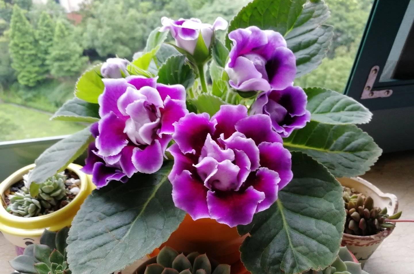 大岩桐怎么养?记住3招,花朵大又美、四季有花、姹紫嫣红