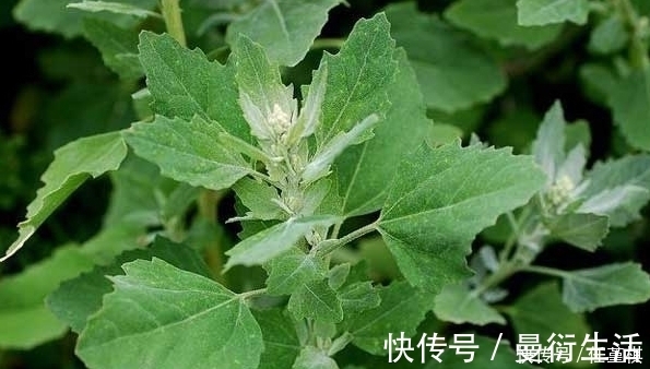 野菜|农村不起眼的野菜,食疗功效强大,能治疗各种疾病,城里人抢着吃