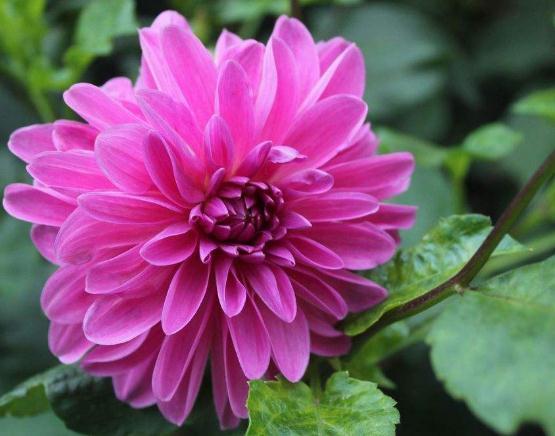 大丽花一开“小又少”吃点“花激素”,花瓣大又多,一开成花海