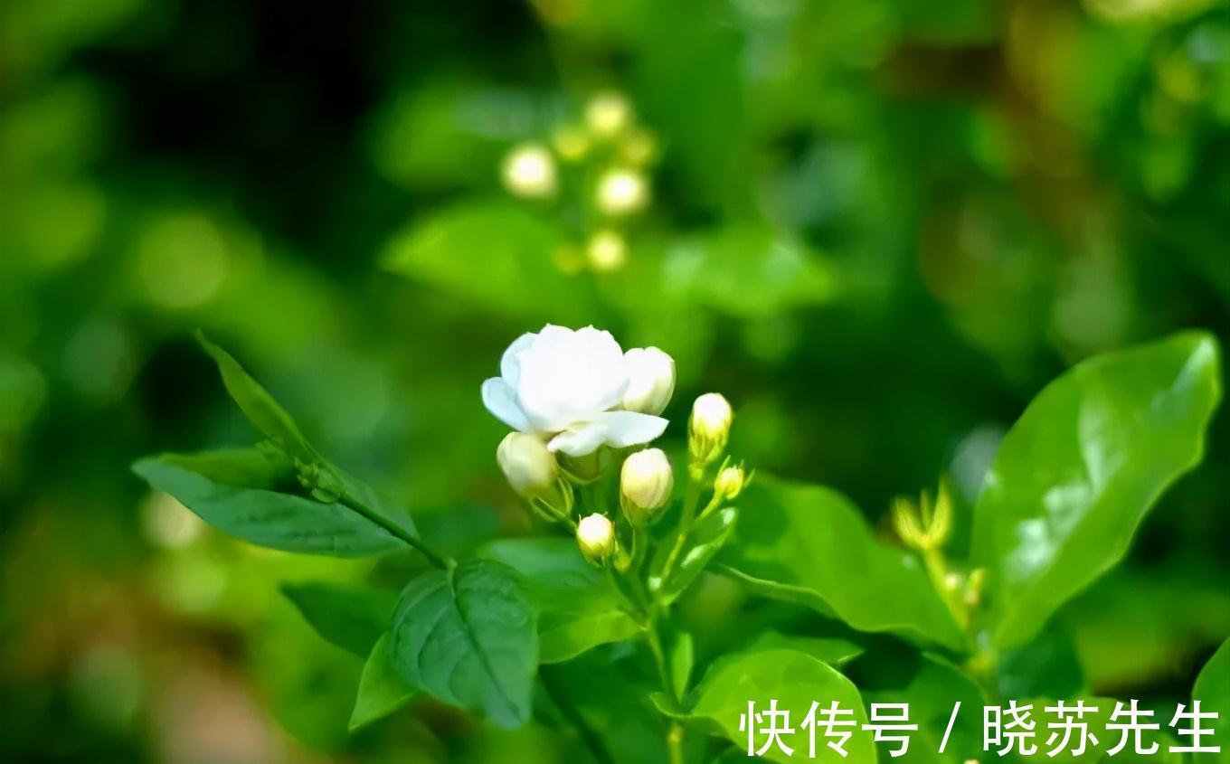 茉莉花|香气宜人的茉莉花有哪些种植技巧