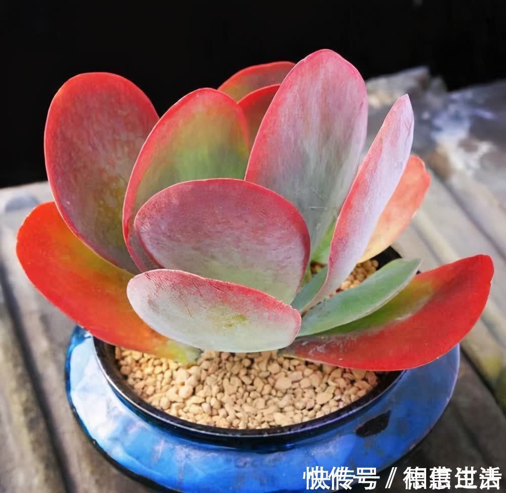 太阳|6种多肉好养活，夏天不休眠，晒晒太阳红彤彤，度夏也萌