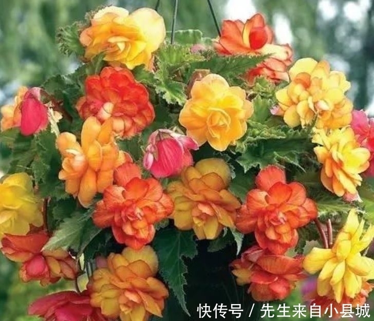 香气四溢的几款花卉,全年开花不停,养在家中香飘满屋