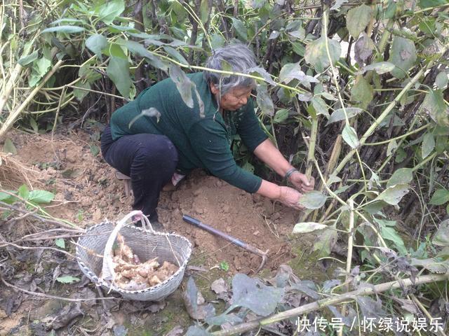 农村把这个东西叫做洋姜,吃着甜甜的,种一次能吃一年,你吃过吗