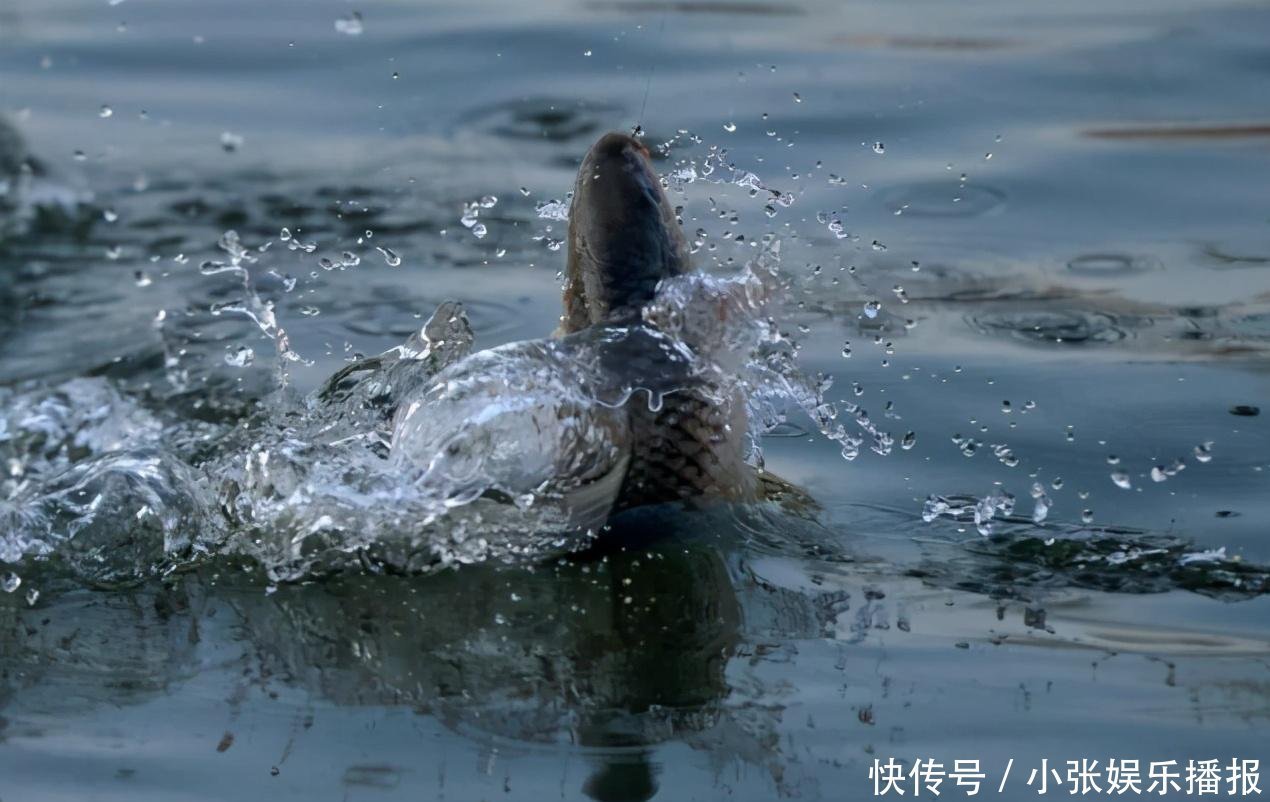 钓目|压箱底的漂调钓技巧,野外调漂相当容易搞定!