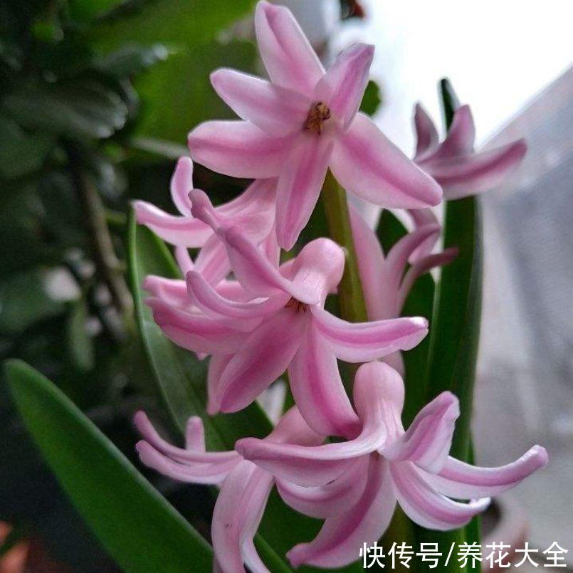 复花性|这3种花开完花就扔掉，第二年开花几率很小，别浪费时间